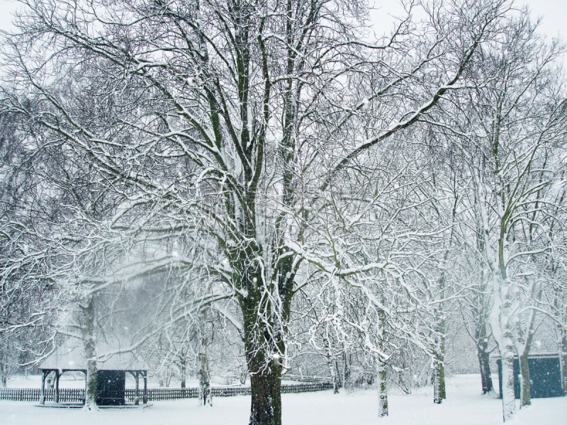 雪,沃特福特,水平画幅,无人,英国,树,摄影,下雪