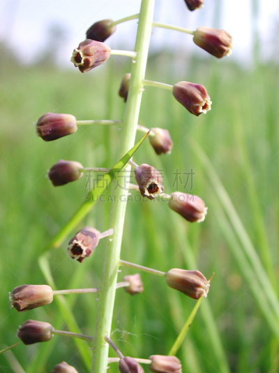 葡萄风信子,环境,食品,花鳞茎,尖的,春天,天门冬科,植物,户外,意大利