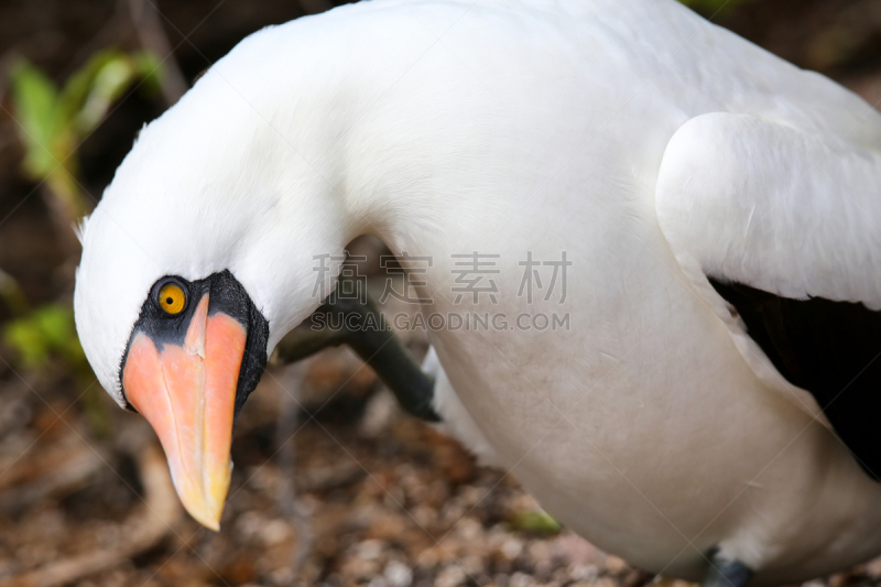 蒙面结巴鸟,捷诺维沙岛,厄瓜多尔,纳斯卡城,加拉帕戈斯群岛,群岛,特有物种,结巴鸟,自然,野生动物