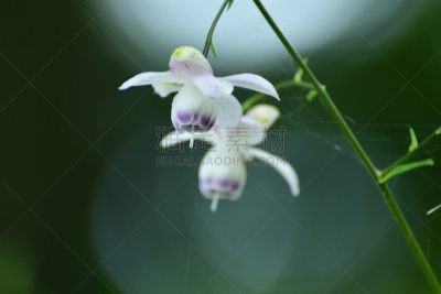 莲花升麻属科,水平画幅,无人,夏天,脸朝下,特写,树林,树荫,彩色背景,白色