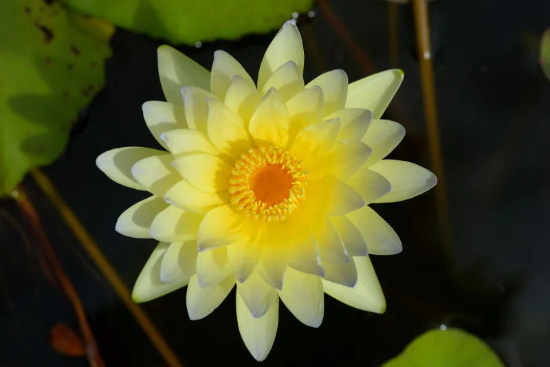 荷花 黄色 自然美 水球 睡莲 百合花 充气筏 水 美 水平画幅图片素材下载 稿定素材