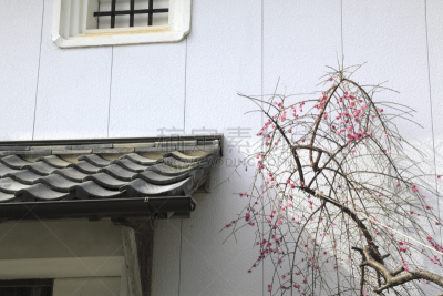 李子,仓库,红松,京都府,国际网工程备忘录,水平画幅,无人,日本,白色,植物