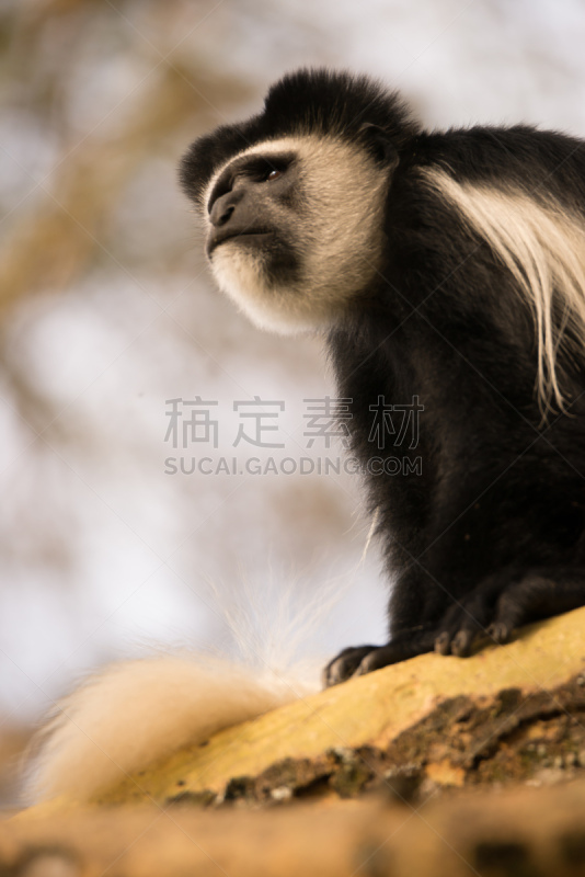 black and white colobus,正下方视角,垂直画幅,野生动物,非洲,猴子,肯尼亚,黑色,白色,叶猴