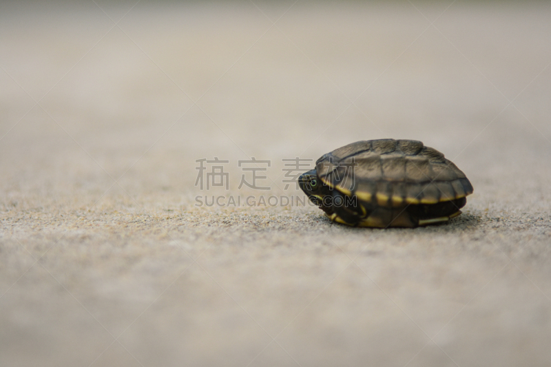 背景,鳖,特写,海滩,华丽的,微咸水,九头蛇沙参,塑胶,野生动物,环境