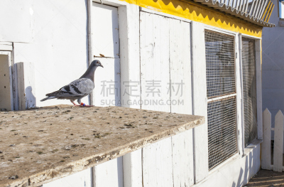 葡萄牙,复式楼,信鸽,水平画幅,无人,原鸽,国际边境,阿尔加威,传统,鸟类