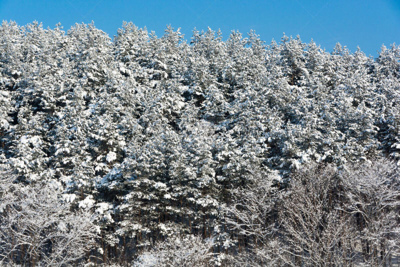 天空,雪,冬天,松树,蓝色,森林,留白,水平画幅,山,郊区