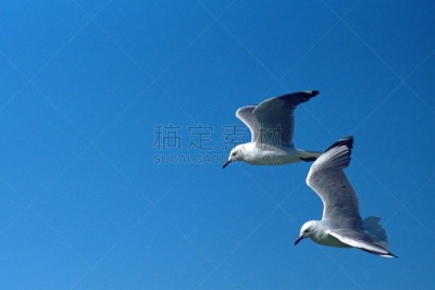 海鸥,羊群,南部非洲,非洲,西开普省,野生动物,哈氏鸥,图像,野外动物,一群鸟