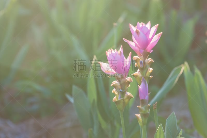 郁金香,夏天,泰国,水平画幅,无人,特写,田地,植物,植物学,清新