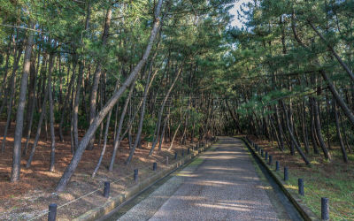 散步道,松木,留白,松树,北陆地区,水平画幅,绿色,枝繁叶茂,金泽,派恩赫斯特