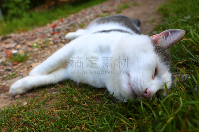 猫,精神振作,腰部以下,留白,褐色,温度,水平画幅,缅因州,泥土,动物身体部位