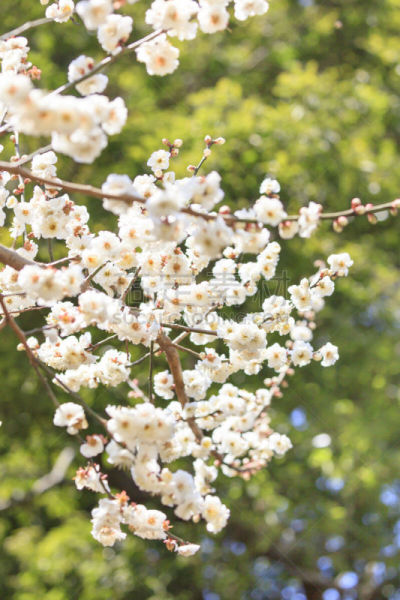 白色,梅花,早晨,偕乐园,垂直画幅,图像,日光,嫩枝,著名景点,茨城县