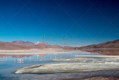 火烈鸟,科罗拉达湖,水平画幅,山,鸟类,野外动物,户外,湖,臭,磷虾