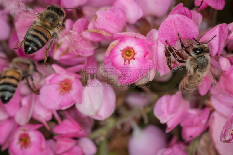 无人,自然,非洲杀人蜂,蜜蜂,巴西,图像,水平画幅,大特写,花,摄影