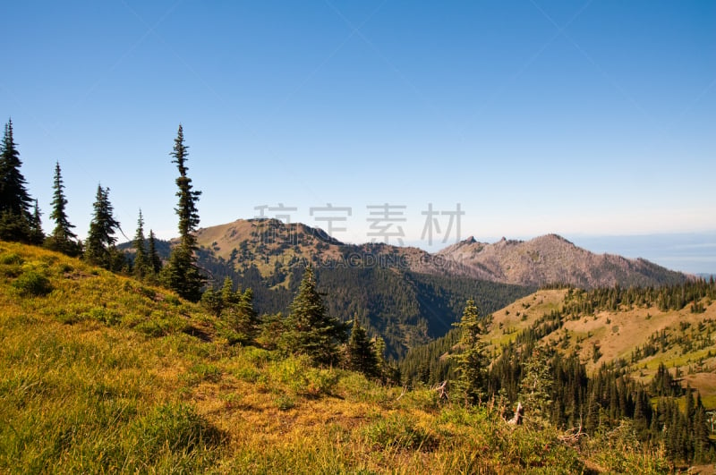 飓风山脊,奥林匹克山,自然,公园,草地,水平画幅,地形,山,无人,户外