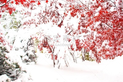 秋天,粉末状雪,水平画幅,雪,无人,葡萄树枫木,户外,北海道,红色,白色