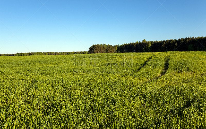 农业,田地,自然,大麦,水平画幅,无人,夏天,户外,熟的,图像