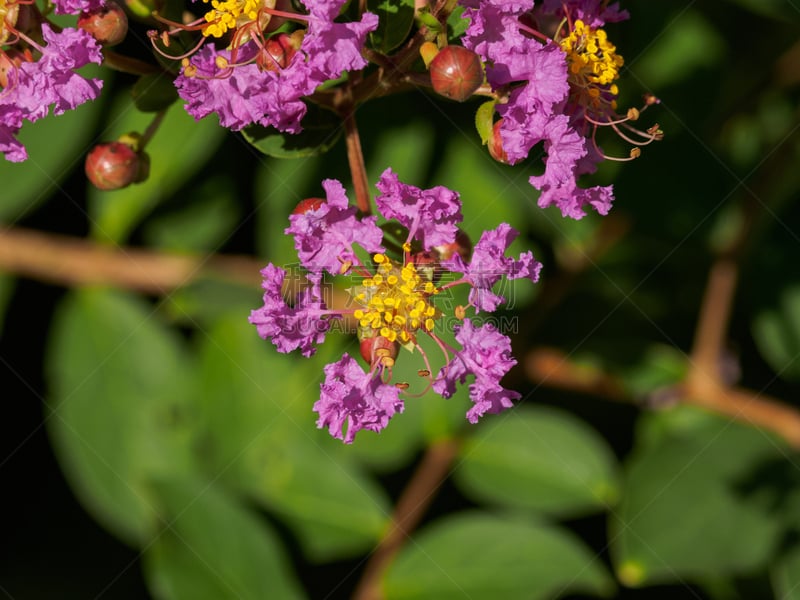 夏天,大特写,crepe myrtle tree,组图,体育活动,myrtle-beech tree,昆士兰州,水平画幅,无人,园艺