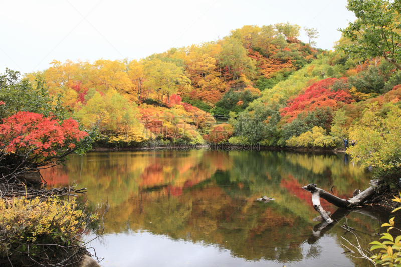 沼泽,叶子,北海道,层云峡,大雪山国家公园,上川,水,国家公园,水平画幅,无人