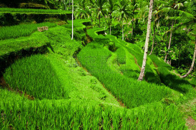 Rice terraces in Bali