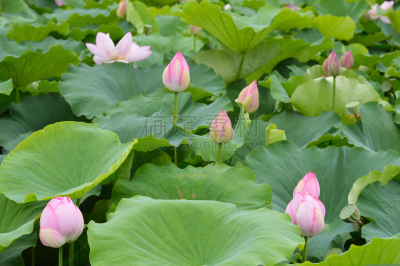 荷花,花蕾,大群动物,莲池,公亩,自然,水平画幅,绿色,云,地形