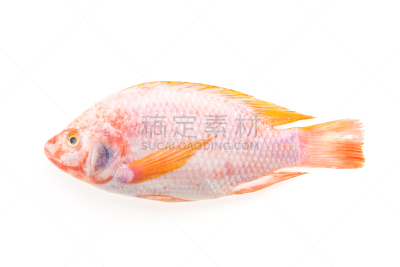 生食,鱼肉,自然,淡水,海产,清新,食品,图像,美国,动物