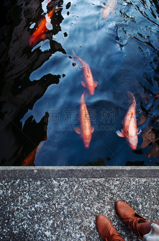 池塘,鲤鱼,阴影,锦鲤,轻的,海洋生命,动物群,动物,东亚,动物鳍