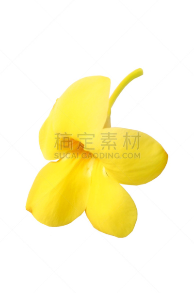 黄色,垂直画幅,无人,紫薇属的植物,软枝黄蝉,背景分离,自然美,白色,植物,2015年