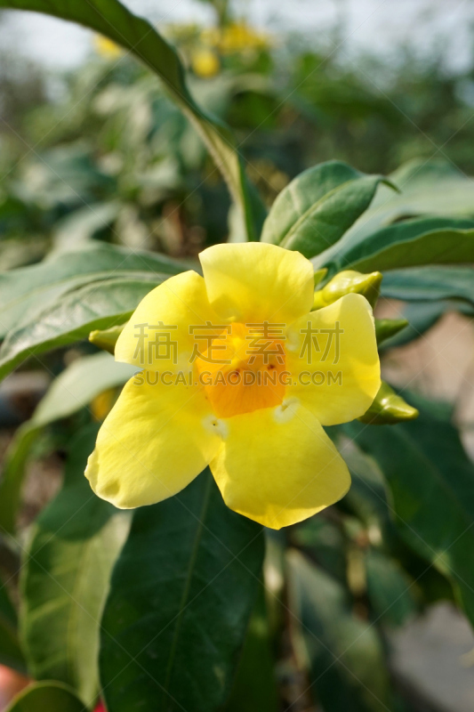 自然,软枝黄蝉,黄色,菜园,垂直画幅,美,绿色,枝繁叶茂,无人,夏天