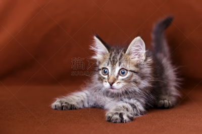 小猫,可爱的,条纹,动物扑击,美,褐色,水平画幅,无人,夏天,地毯