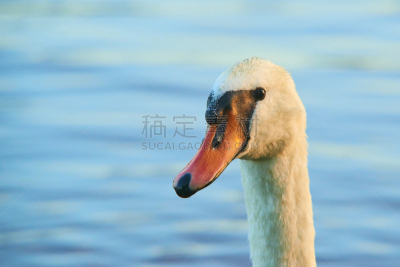 水,湖,特写,白色,天鹅,蓝色,背景,注视镜头,水面,美