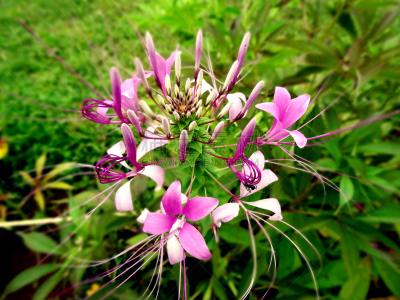 醉蝶花,spider plant,红蜘蛛百合,水平画幅,无人,户外,仅一朵花,白色,植物,植物学