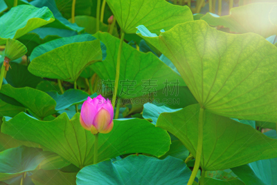 湖,粉色,荷花,巨大的,花蕾,水,天空,夏天,沼泽,花束