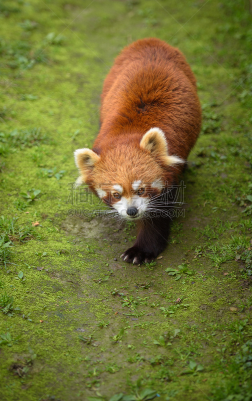 小熊猫,熊狸,垂直画幅,注视镜头,野外动物,户外,草,特写,哺乳纲,看