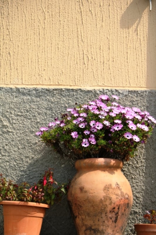 骨籽菊属,紫色,花盆,非洲雏菊,垂直画幅,无人,晚樱科,夏天,户外,特写