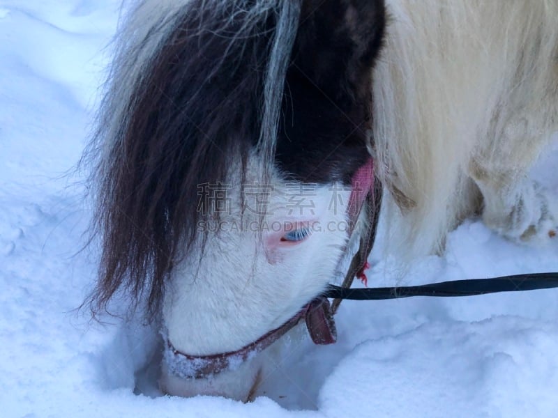 马,雪,乐趣,鞍马,有蹄哺乳动物,小马,马属,小的,动物,动物习性