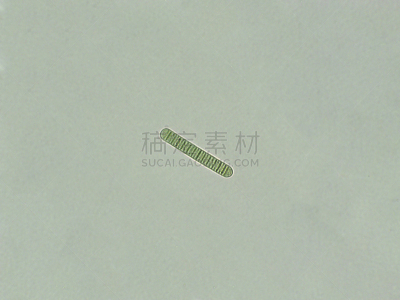藻类,放大效果,颤藻属,在下面,生物学,生物燃料,显微镜,退化单眼,淡水,海洋生命