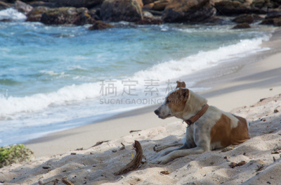 海滩,狗,水,水平画幅,沙子,无人,坦加勒,户外,看,热带气候
