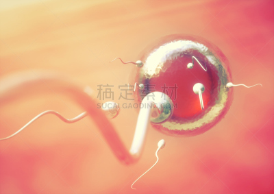 精子,卵,女人,水平画幅,科学,健康保健,婴儿,生物学,卵巢