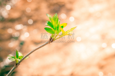 绿色,秧苗,前景聚焦,水,芳香的,水平画幅,枝繁叶茂,无人,户外,光
