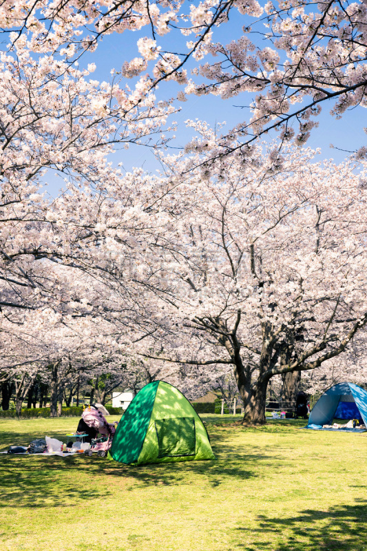 樱桃树,派克大街,草坪,舒服,野餐,公园,春天,户外活动,背景,休闲活动