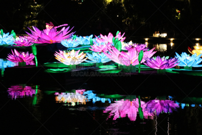 池塘,睡莲,新加坡市,水彩画颜料,多色的,传统,新加坡,荷花,装饰物,植物