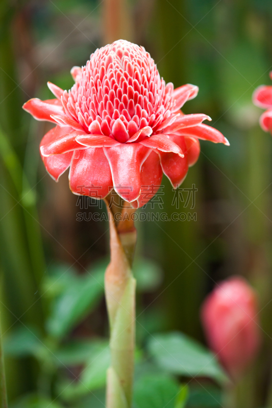 长滩岛,垂直画幅,枝繁叶茂,可爱的,无人,巨大的,自然美,红色,蜜蜡脱毛,植物