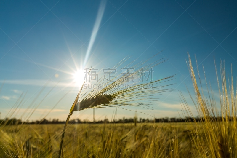 小麦,天空,式样,大麦,水平画幅,蓝色,户外,农作物,植物,栽培植物