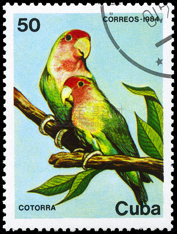 鹦鹉,自然,古巴,古老的,拉丁美洲,垂直画幅,野生动物,邮戳,图像,枝