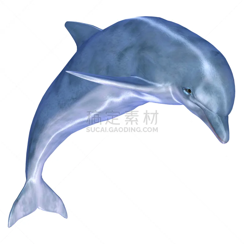 绘画插图 真海豚 海豚 野生动物 形状 无人 性格 野外动物 背景分离 方形画幅图片素材下载 稿定素材 绘画插图 真海豚 海豚 野生动物 形状 无人 性格 野外动物 背景分离 方形画幅图片素材下载 稿定素材