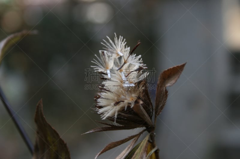 冬天,种子,自然,水平画幅,无人,野生植物,特写,仅一朵花,野花,自然美