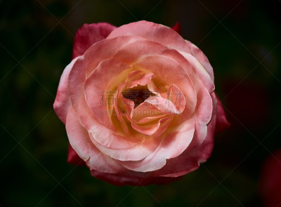 玫瑰,美,芳香的,基辅州,水平画幅,无人,情人节,夏天,基辅,花束