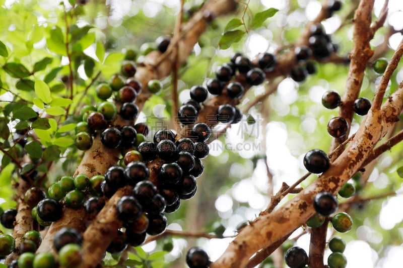 Franca, Brazil - September 29, 2018: Jabuticaba fruit on the tree in the farm in Franca city, interior of the São Paulo State, in Brazil