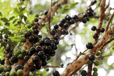 Franca, Brazil - September 29, 2018: Jabuticaba fruit on the tree in the farm in Franca city, interior of the São Paulo State, in Brazil