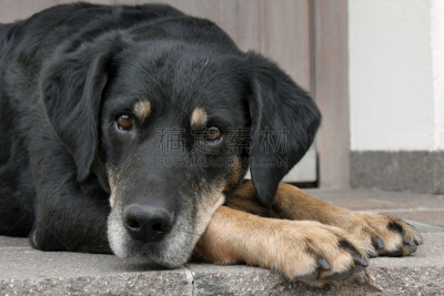圣伯纳犬,美,领导能力,褐色,水平画幅,牧羊犬,爪子,动物身体部位,户外,友谊